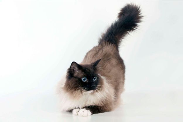 Les 50 Plus Beaux Chats Du Monde En Photos