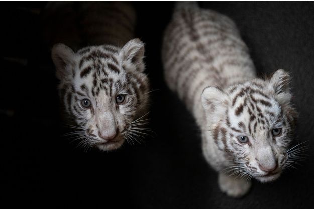 Les Adorables Premiers Pas De Trois Bebes Tigres Blancs