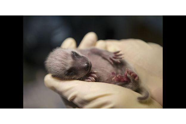 Aux Petits Soins Pour Les Ratons Laveurs Orphelins