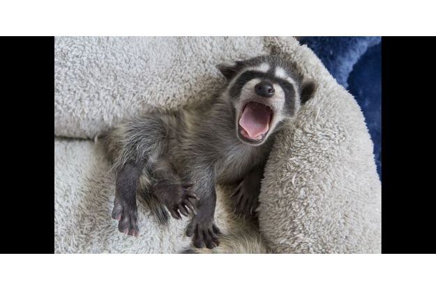 Aux Petits Soins Pour Les Ratons Laveurs Orphelins