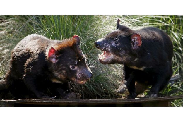 Menaces Par Un Cancer L Australie Reintroduit Des Diables De Tasmanie Dans La Nature