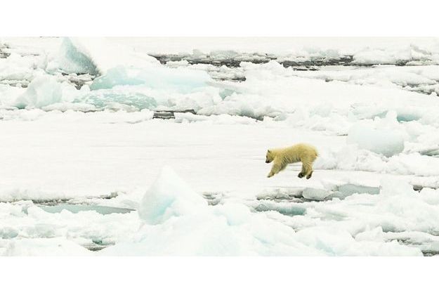 En Norvege La Danse De L Ours Polaire