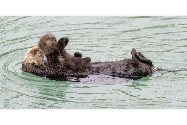 La Maman Loutre Jamais Sans Son Petit