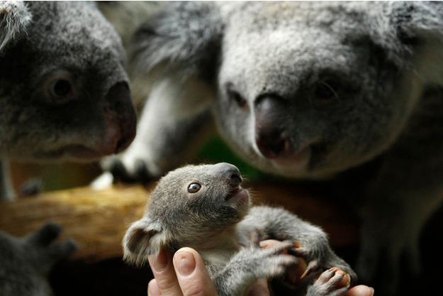 Le Plus Mignon Des Bebes Koala
