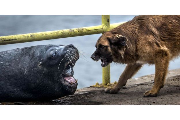 lion de mer vs chien qui gagnera le poisson