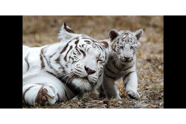 En Russie Partie De Jeu Pour Le Tigre Blanc Et Sa Mere