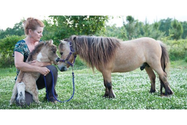 Il Ne Mesure Que 50 Centimetres Shammy Le Cheval Miniature Star Du Net