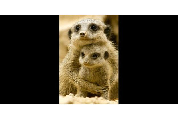 En Image 16 Droles De Suricates Reperes Sur Pinterest