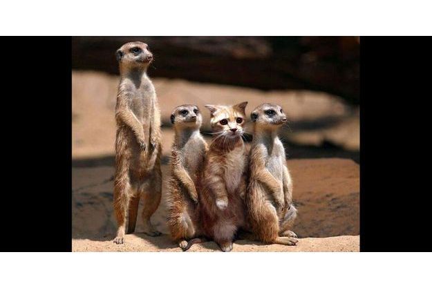 En Image 16 Droles De Suricates Reperes Sur Pinterest