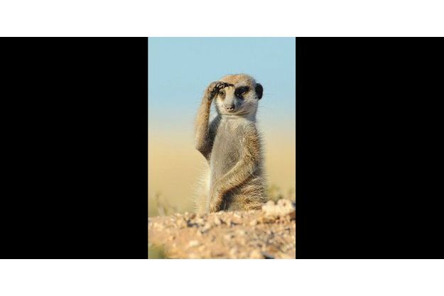 En Image 16 Droles De Suricates Reperes Sur Pinterest