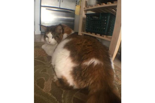 Samson Le Plus Gros Chat De New York Samson Le Plus Gros Chat De New York