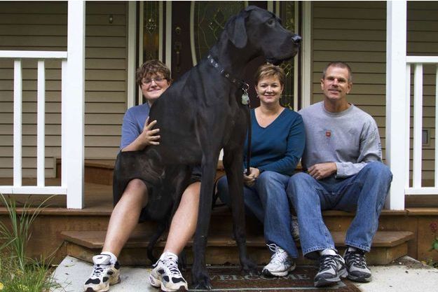 Disparition Zeus Le Plus Grand Chien Du Monde Est Mort