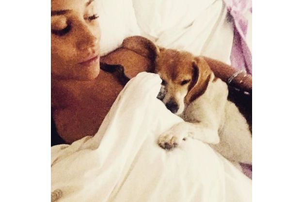 Rex France 3 Combien De Chiens Ont été Utilisés Pour