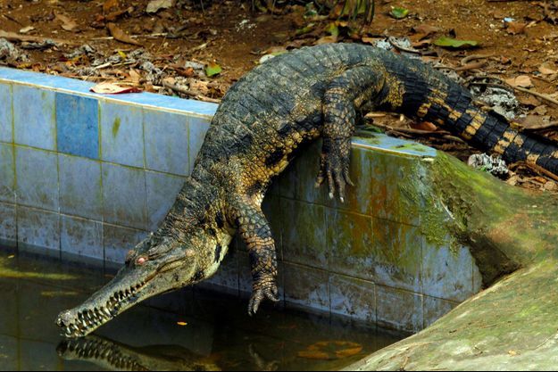 Illustration d'un crocodile.