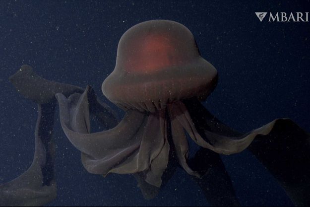 La méduse filmée par le Monterey Bay Aquarium Research Institute.