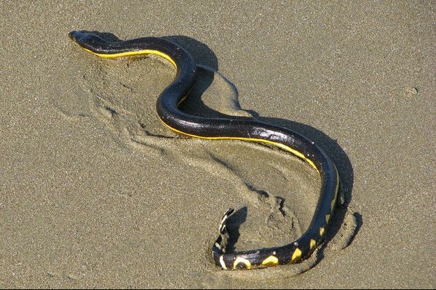 A Cause Du Rechauffement Oceanique Nbsp Des Serpents De Mer Venimeux Echoues En Australie