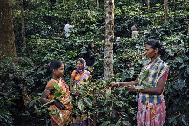 A l’ombre d’une forêt dense, des millions de caféiers ont été replantés et cultivés en symbiose avec l’environnement. Zéro produit chimique et un juste salaire ont soustrait la population à un destin funeste.