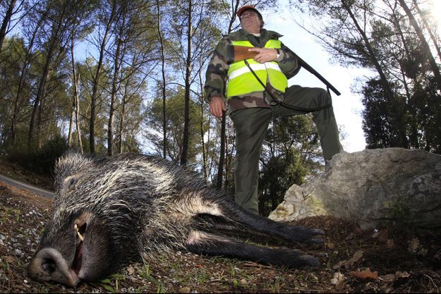Un chasseur devant un sanglier mort, lors d'une battue, organisée dans le sud de la France. 