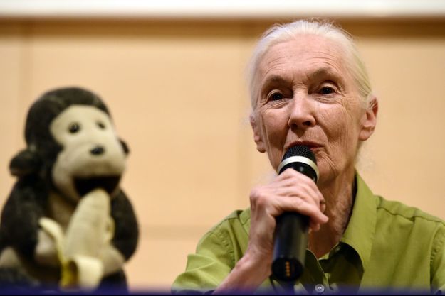Jane Goodall lors d'une conférence en Espagne, accompagnée de Mister H.