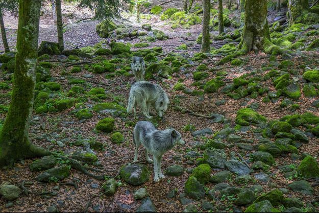 Des loups sauvages en Ariège.
