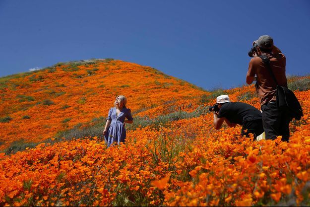 Un Champ De Coquelicots Massacre A Cause D Une Instagrammeuse Un Champ De Coquelicots Massacre A Cause D Une Instagrammeuse