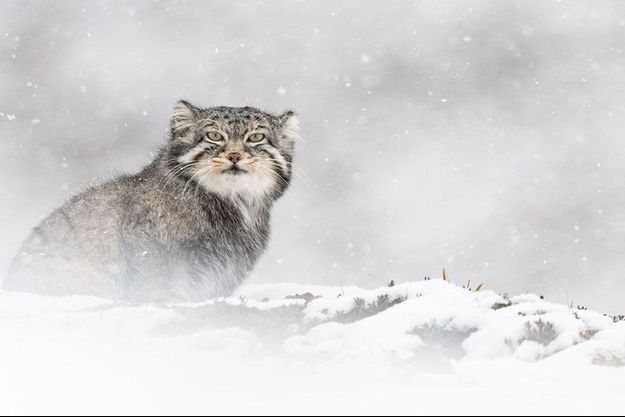 Ceci n'est pas «La Panthère des neiges» mais un chat de Pallas.