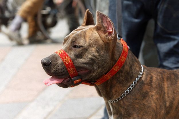 Un septuagénaire grièvement blessé par trois chiens alors quu0027il 
