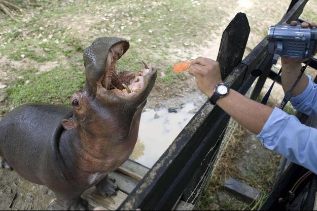 Attraction touristique pour les uns, redoutable menace pour les autres : la Colombie ne sait plus faire des hippopotames légués par le baron de la drogue. 