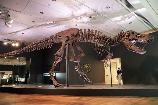 Le squelette du T-Rex Stan exposé à New York. Le squelette du T-Rex Stan exposé à New York.
