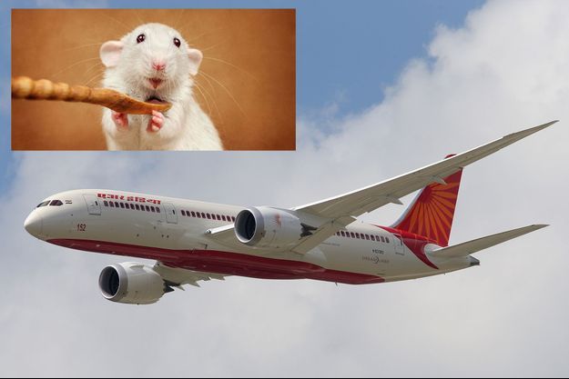 Un avion de la compagnie Air India a fait demi-tour à cause de la présence supposée d'un rat (image d'illustration).
