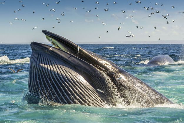 Une baleine avale un plongeur avant de le recracher