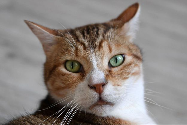 Un questionnaire en ligne de 46 questions pour déterminer si votre chat est un psychopathe. 