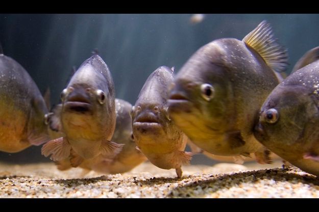 Chine Les Piranhas De La Terreur