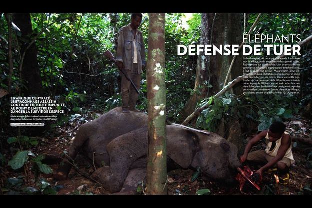  Mission accomplie. Robert n’a plus qu’à rentrer dans son village, dans le sud-est du Cameroun. Cet éléphant est sa 500e victime.