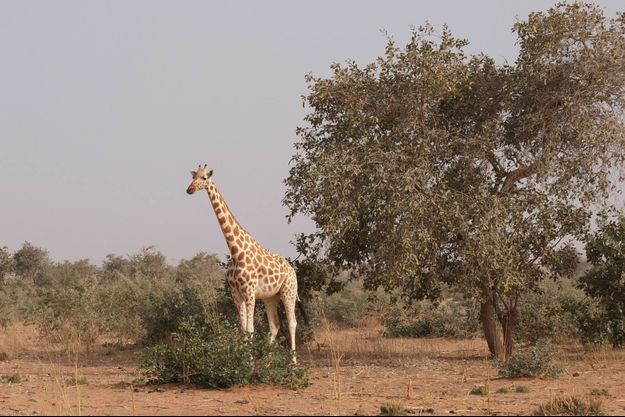 La région de Kouré à 60 kilomètres de Niamey abrite la dernière population de girafes du Niger et d'Afrique de l'Ouest