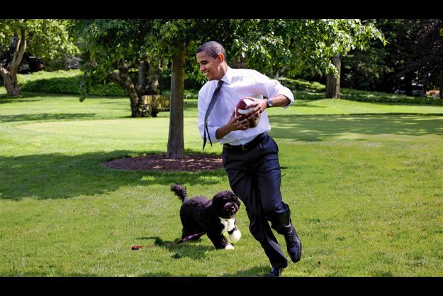Les First Dogs De La Maison Blanche
