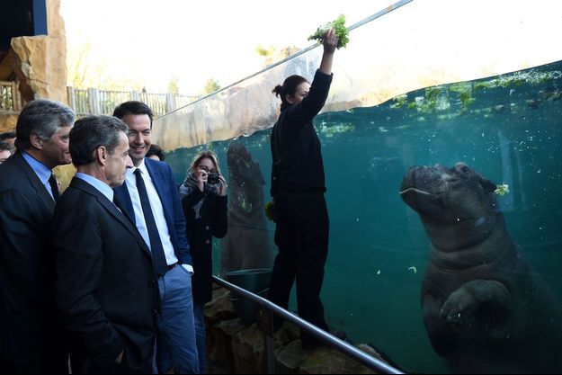 Nicolas Sarkozy, ici accompagné de Guillaume Peltier, est aussi allé voir des hippopotames.