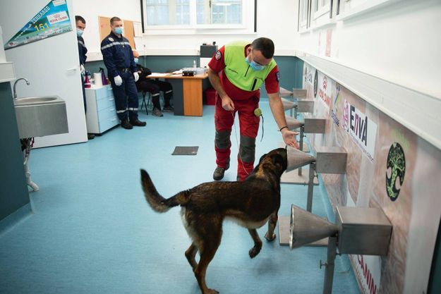 Didier Roisse et son berger belge Joye, du service départemental d'incendie et de secours (Sdis) de l'Oise, dans la pièce dédiée à l'étude Nosaïs-Covid-19 de l'Ecole nationale vétérinaire d'Alfort (EnvA), le 2 octobre. Didier Roisse et son berger belge Joye, du service départemental d'incendie et de secours (Sdis) de l'Oise, dans la pièce dédiée à l'étude Nosaïs-Covid-19 de l'Ecole nationale vétérinaire d'Alfort (EnvA), le 2 octobre.