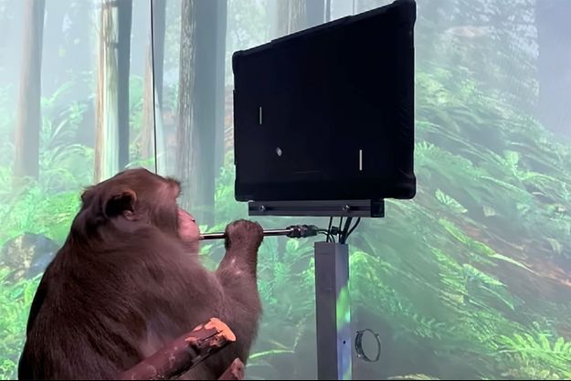 Le macaque utilisé dans l'expérience de Neuralink. Le macaque utilisé dans l'expérience de Neuralink.