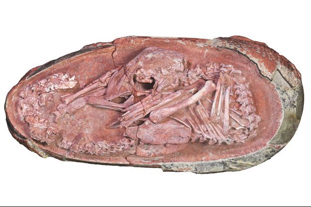Le fossile d'oviraptorosaure. 