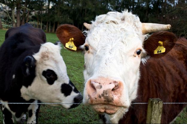 Pourquoi les vaches sont-elles fans de Mozart ? Pour le Dr Sternheimer, l’hormone prolactine agit sur les glandes mammaires des bovidés.