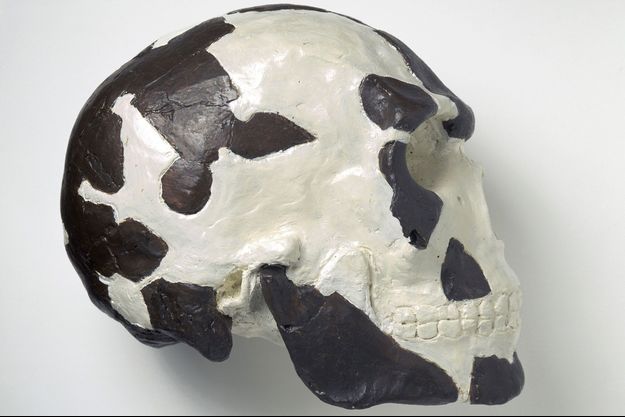 Reconstitution d'un crâne d'Homo sapiens.