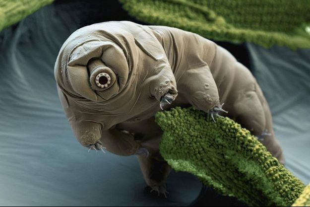 La tardigrade, minuscule mais ultra résistant. 