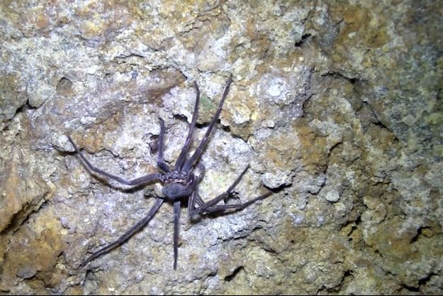 Mexique Une Nouvelle Espece D Araignee Geante Decouverte