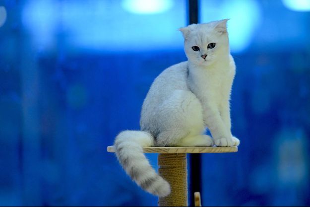 Votre Chat A Un Super Pouvoir Il Sait Toujours Ou Vous Etes
