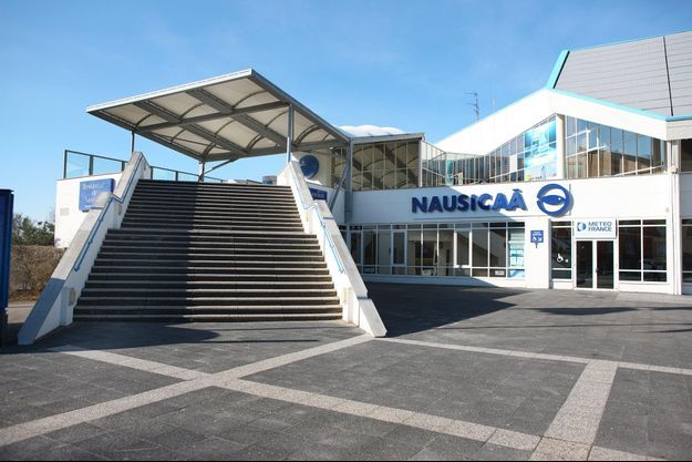 boulogne sur mer tous les requins marteaux sont morts a nausicaa