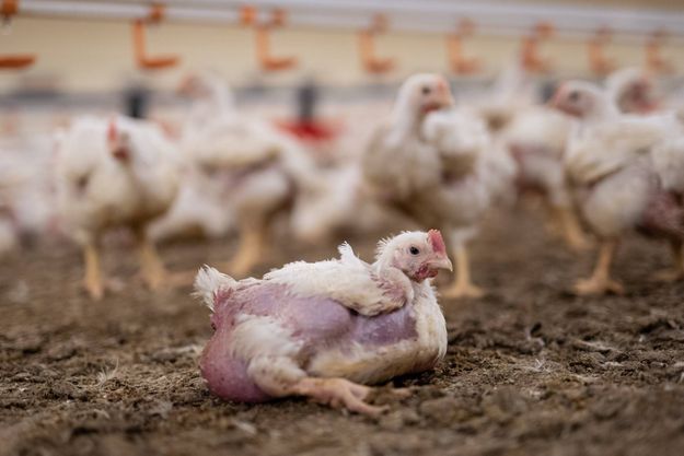 Image extraite de l’enquête réalisée à Torfou (Pays de la Loire), dans un élevage de poulets à croissance rapide.