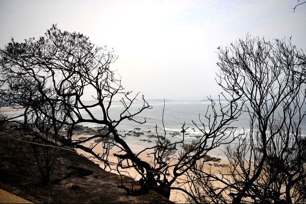 Des arbres brûlés à Mallacoota en Australie