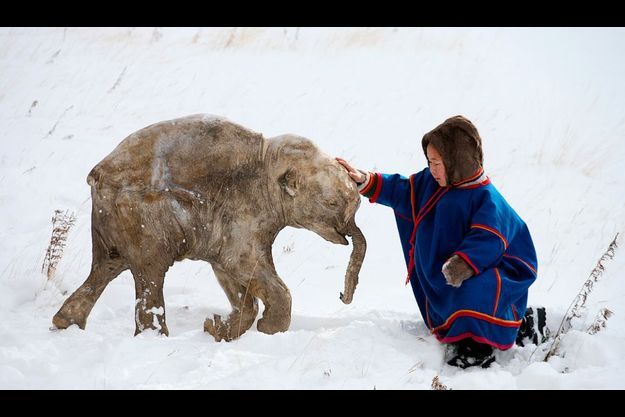  41 993 ans les séparent. A droite, Anthon, 7 ans, pensionnaire dans la capitale Iamalo-Nénétsie, extrême nord de la Russie. A gauche, Lyuba, 1 mois, femelle mammouth née à la fin du printemps, il y a 42 000 ans.