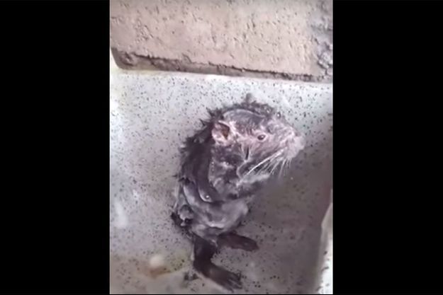 Derriere La Video Du Rongeur Qui Se Douche Un Cas De Maltraitance Animale